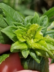 Asphondylia rosulata