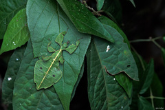 Phylliidae