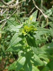 Asphondylia rosulata