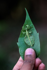 Phylliidae