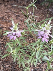 Monarda humilis