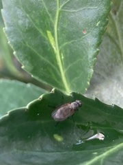 Fucellia