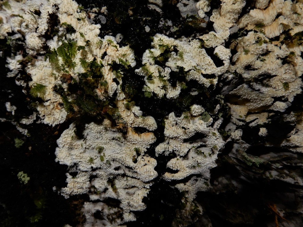 Dentipellis acystidiata