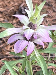 Monarda humilis