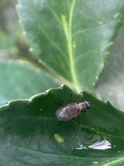 Fucellia