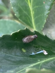 Fucellia