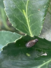 Fucellia