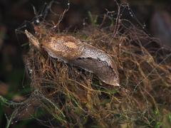 Anadenidae