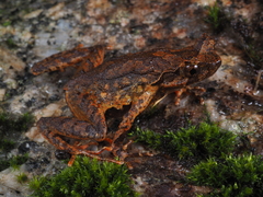 Xenophrys