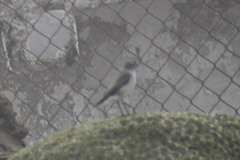 Muscisaxicola alpinus