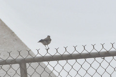 Muscisaxicola alpinus