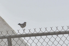 Muscisaxicola alpinus