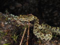 Protobothrops jerdonii