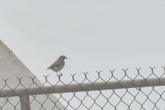 Muscisaxicola alpinus