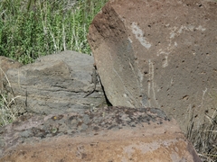Sceloporus graciosus