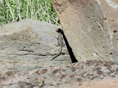 Sceloporus graciosus