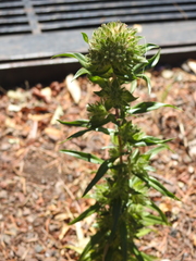 Collomia grandiflora