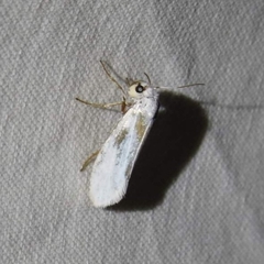 Tegeticula yuccasella