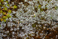 Lucilia kunthiana