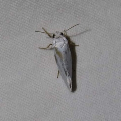 Tegeticula yuccasella