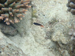 Chrysiptera caesifrons