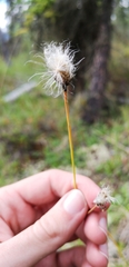 Eriophorum brachyantherum