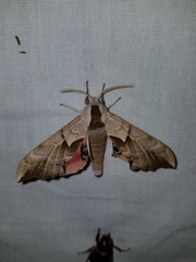 Smerinthus saliceti