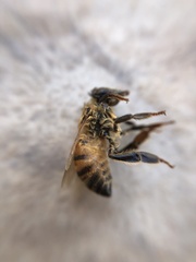Apis mellifera