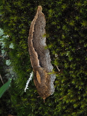 Anadenidae