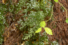 Hymenophyllum australe