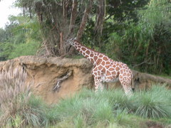 Giraffa