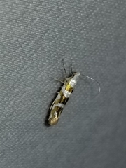 Argyresthia calliphanes