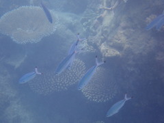 Pterocaesio digramma