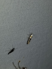 Argyresthia calliphanes