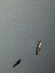 Argyresthia calliphanes