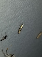 Argyresthia calliphanes