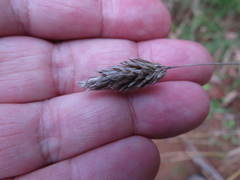 Phalaris canariensis