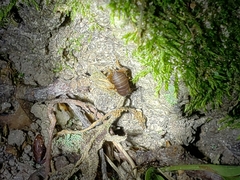 Myrmecophilus pergandei