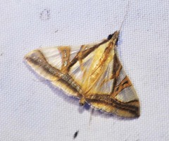 Agrioglypta naralis