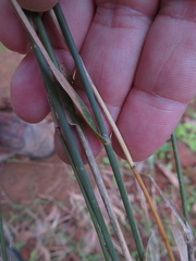 Phalaris canariensis