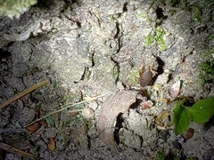 Myrmecophilus pergandei