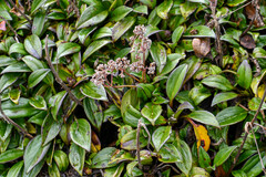 Valeriana adscendens