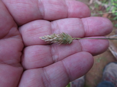Phalaris canariensis