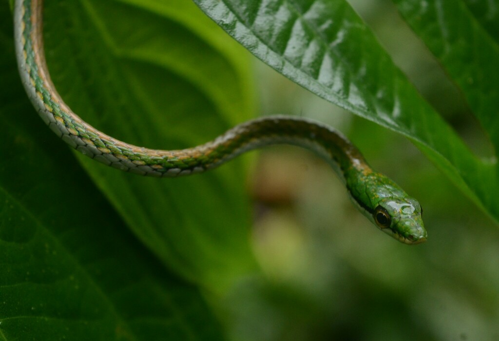 Oliver's Parrot Snake from Brus Laguna, Honduras on September 20, 2018 ...