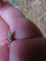 Phalaris canariensis