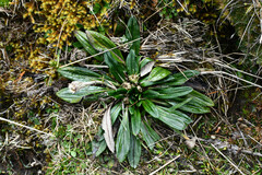 Oritrophium peruvianum