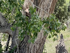 Populus × acuminata