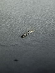 Argyresthia oreasella