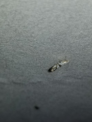 Argyresthia oreasella