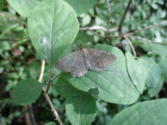 Philereme vetulata